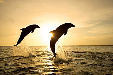 Common Bottlenose Dolphin (Tursiops truncatus), pair, adult, jumping out of the water, sunset, Caribbean, Roatan, Honduras, Central America