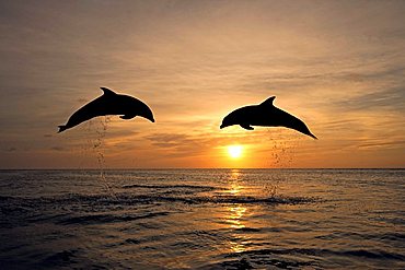 Common Bottlenose Dolphin (Tursiops truncatus), pair, adult, jumping out of the water, sunset, Caribbean, Roatan, Honduras, Central America