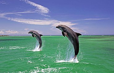 An adult pair of Bottlenose Dolphins (Tursiops truncatus) leaping out of the water, Caribbean, Roatán, Honduras, Central America