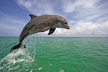 Bottlenose Dolphin (Tursiops truncatus) leaping out of the water, Caribbean, Roatán, Honduras, Central America