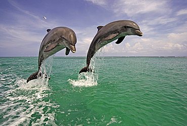 An adult pair of Bottlenose Dolphins (Tursiops truncatus) leaping out of the water, Caribbean, Roatán, Honduras, Central America