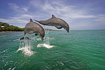 Common Bottlenose Dolphin (Tursiops truncatus), pair, adult, jumping out of the water, Caribbean, Roatan, Honduras, Central America