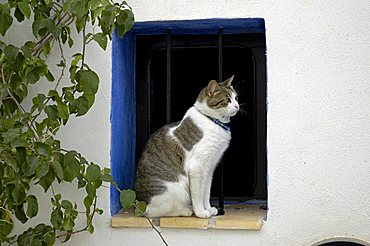 cat sits in a window opening, Altea, Costa Blanca, Spain