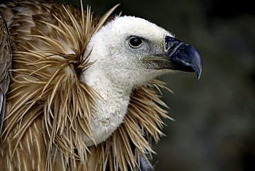 Griffon Vulture, or Eurasian Griffon Vulture, (Gyps fulvus), adult, portrait