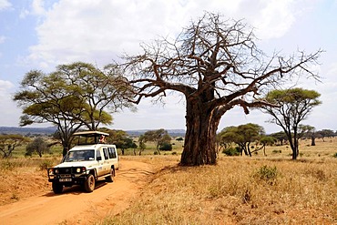 Four wheel drive vehicle with tourists on safari under a Baobab tree (Adansonia digitata), Tarangire-National Park, Tanzania, Africa