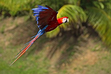 Scarlet Macaw (Ara macao), adult, flying, Roatan, Honduras, Central America