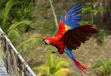 Scarlet Macaw (Ara macao), adult, flying, Roatan, Honduras, Central America