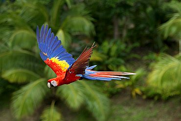 Scarlet Macaw (Ara macao), adult, flying, Roatan, Honduras, Central America