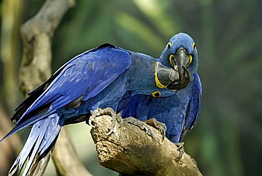 Hyacinth Macaw (Anodorhynchus hyacinthinus), adult, pair, courtship display, native to South America