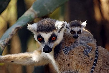 Ring-tailed Lemur (Lemur catta), adult, female, with a youngster, portrait, Berenty Game Reserve, Madagascar, Africa