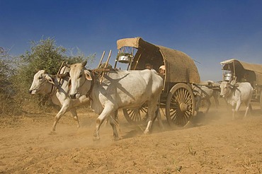 Ox carriages on a dusty road, Bagan, Myanmar, Burma, Southeast Asia