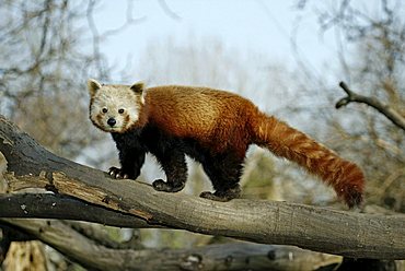 Red or Lesser Panda, Firefox (Ailurus fulgens fulgens), adult in a tree, native to Asia, China