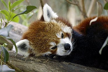 Portrait of a Red or Lesser Panda, Firefox (Ailurus fulgens fulgens), resting adult, native to Asia, China