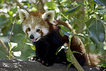 Portrait of a Red or Lesser Panda, Firefox (Ailurus fulgens fulgens), adolescent young animal, native to Asia, China