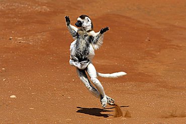 Verreaux's Sifaka (Propithecus verreauxi), adult, female, with a young animal, jumping, dancing, Berenty Game Reserve, Madagascar