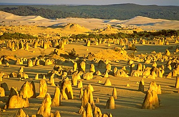 The Pinnacles, smallish desert with limestone formations, Nambung National Park, Western Australia, Australia