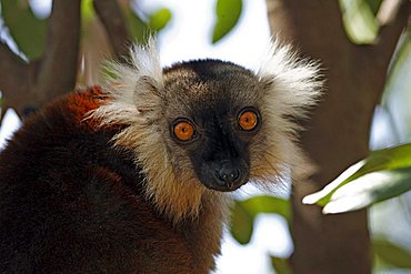 Black Lemur (Eulemur macaco), adult female in a tree, portrait, Nosy Komba, Madagascar, Africa