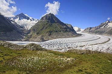 Aletsch Glacier, Wallis, Switzerland, Europe