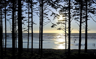 View of Rialto Beach near Mora through a forest, Olympic National Park, Washington, USA, North America