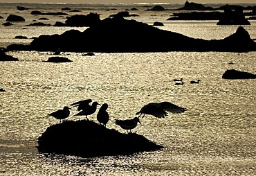 Seagulls off the coast at Sand Point, Olympic National Park, Washington, USA, North America