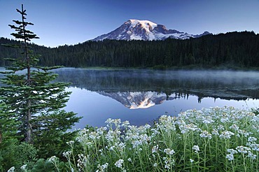 Mount Rainier reflected in a lake, flower meadow at front, Mount Rainier National Park, Washington, USA, North America