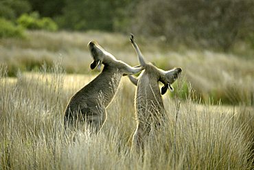 Eastern Grey Kangaroo (Macropus giganteus), adults fighting, Australia