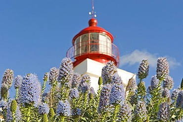 Pride of Madeira (Echium fastuosum) in front of Ponta do Paargo Lighthouse, Madeira, Portugal