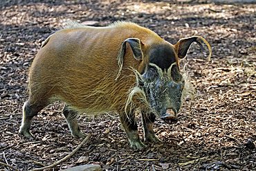 Red River Hog or African Bush Pig (Potamochoerus porcus pictus), adult male, found in Cameroon, Africa