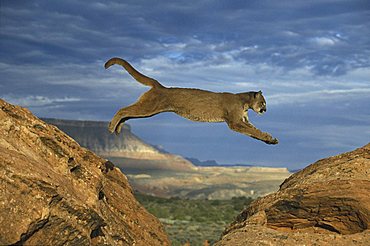 Cougar or Puma (Puma concolor), adult leaping between rocks, Utah, USA, North America