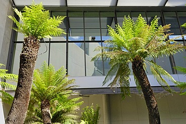 Palms and reflections in a courtyard of the National Gallery, Canberra, Australia