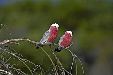 Galah (Elophus roseicapillus) adult pair, Australia