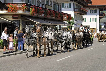 Carriage and six Noriker horses at Rottacher Rosstag festival, Rottach-Egern at Lake Tegern, Upper Bavaria, Germany, Europe