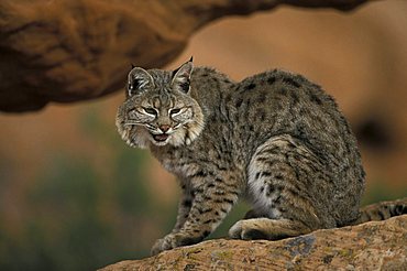 Bobcat (Lynx rufus), adult on a rock, Utah, USA, North America