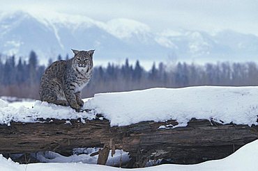 Bobcat (Lynx rufus), adult in snow, Montana, USA, North America