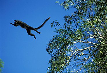 Red-fronted Brown Lemur (Eulemur fulvus ssp. rufus), adult jumping from tree to tree, Berenty Game Reserve, Madagascar, Africa