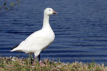 Snow Goose (Anser caerulescens), adult, North America