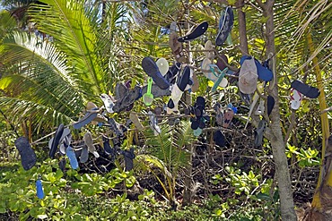 Beach shoes, caps and other items left behind by people on the beach and hung in a tree, Queensland, Australia