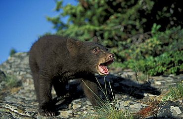 American Black Bear (Ursus americanus), cub feeding, Montana, USA, North America