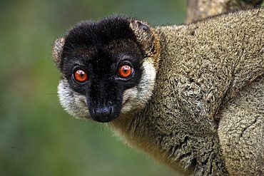 Common Brown Lemur (Eulemur fulvus fulvus), adult male on a tree, Madagascar, Africa