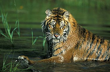 Siberian tiger (Panthera tigris altaica), adult in water, portrait, found in Asia