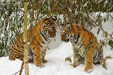 Siberian tiger, Amur tiger (Panthera tigris altaica), cubs