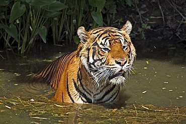 Sumatran Tiger (Panthera tigris sumatrae), adult, in water, native to, Sumatra, Asia