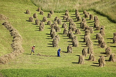 Hay harvest in Neustift in Stubai Valley, Tyrol, Austria, Europe