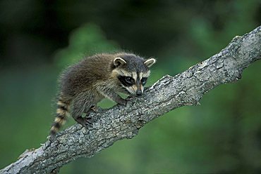 North American raccoon (Procyon lotor), young animal