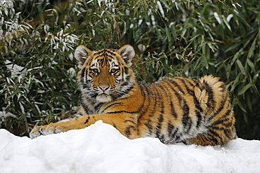 Siberian Tiger (Panthera tigris altaica)