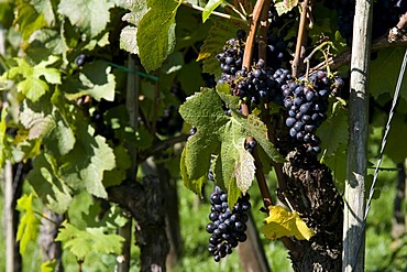 Grapes on a vine, Hagnau, Lake Constance, Baden-Wuerttemberg, Germany