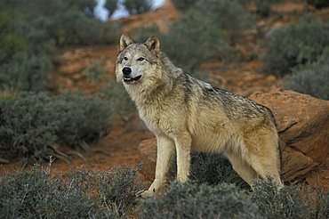 Eastern Canadian Wolf or Eastern Canadian Red Wolf (Canis lupus lycaon)