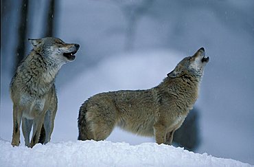 Eastern Canadian Wolf or Eastern Canadian Red Wolf (Canis lupus lycaon), couple in the snow, howling