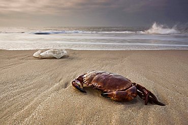 Crab on the beach of the island of Sylt with ice, Schleswig-Holstein, Germany, Europe