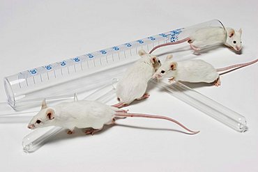 mice test tube